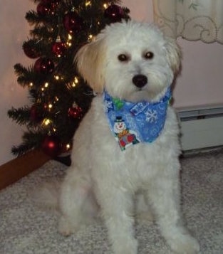 Scruffy the white and cream Eskapoo is next to a Christmas tree with a blue bandana that has a snowman on it around its neck